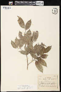 Brosimum alicastrum image