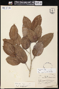 Brosimum alicastrum image