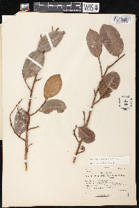 Brosimum guianense image