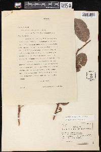 Brosimum guianense image