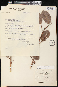Brosimum guianense image