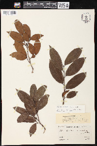 Brosimum guianense image