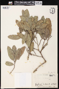 Brosimum guianense image