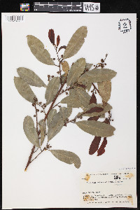 Brosimum guianense image