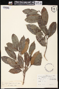 Brosimum guianense image