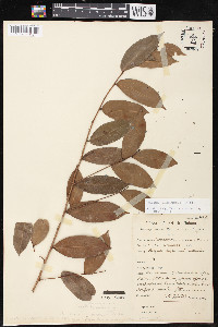 Brosimum guianense image