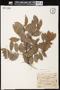 Brosimum guianense image