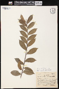 Brosimum guianense image