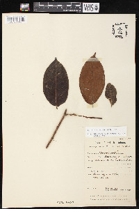 Brosimum guianense image
