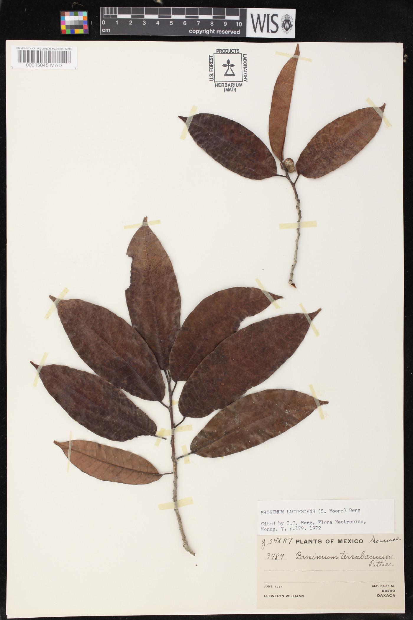 Brosimum lactescens image