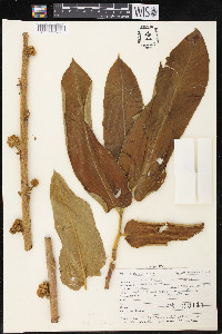 Castilla elastica image