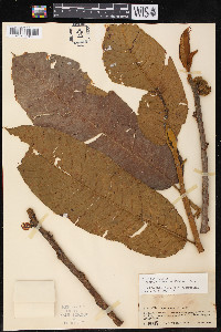 Castilla elastica image