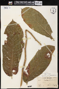 Castilla elastica image