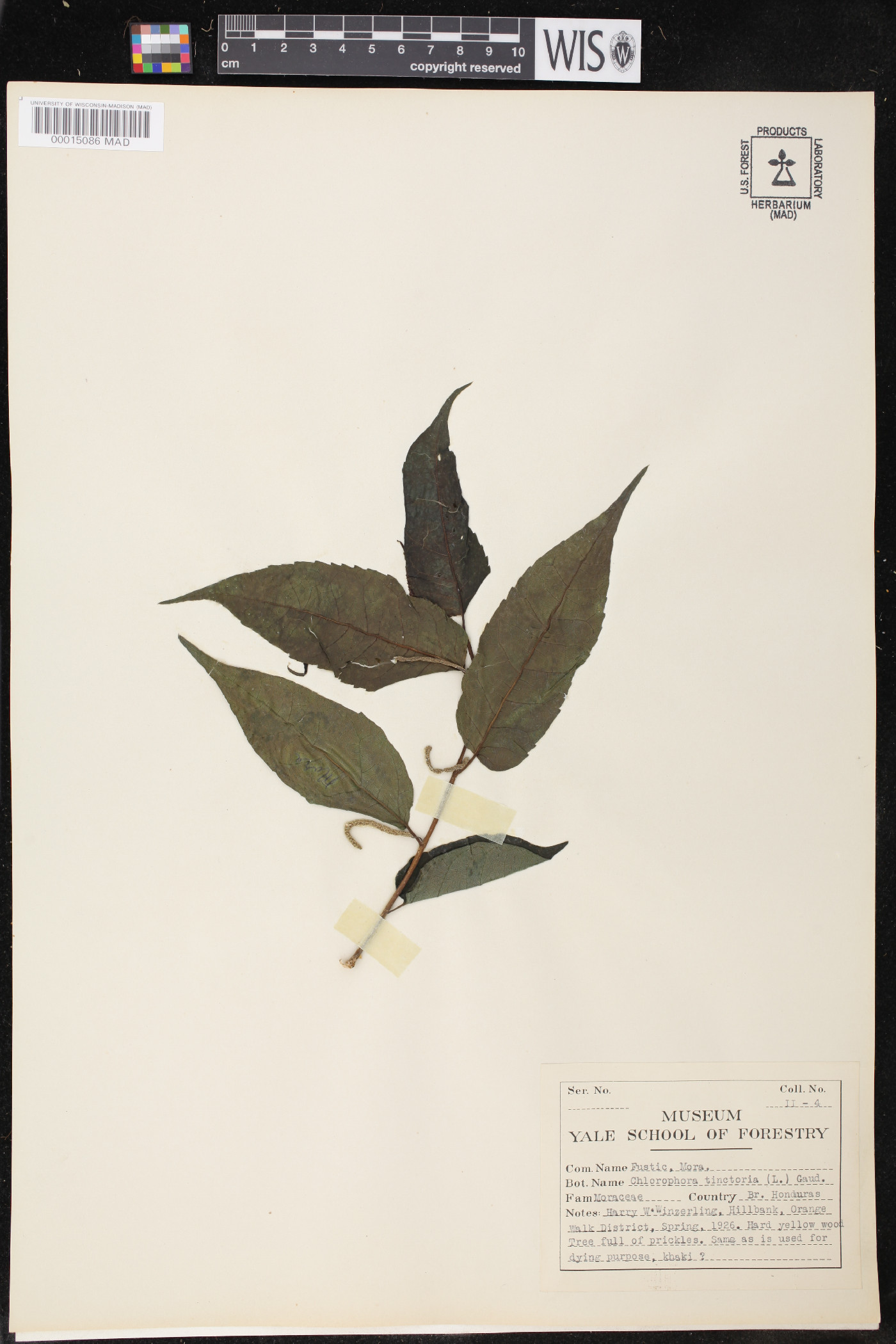Chlorophora tinctoria image
