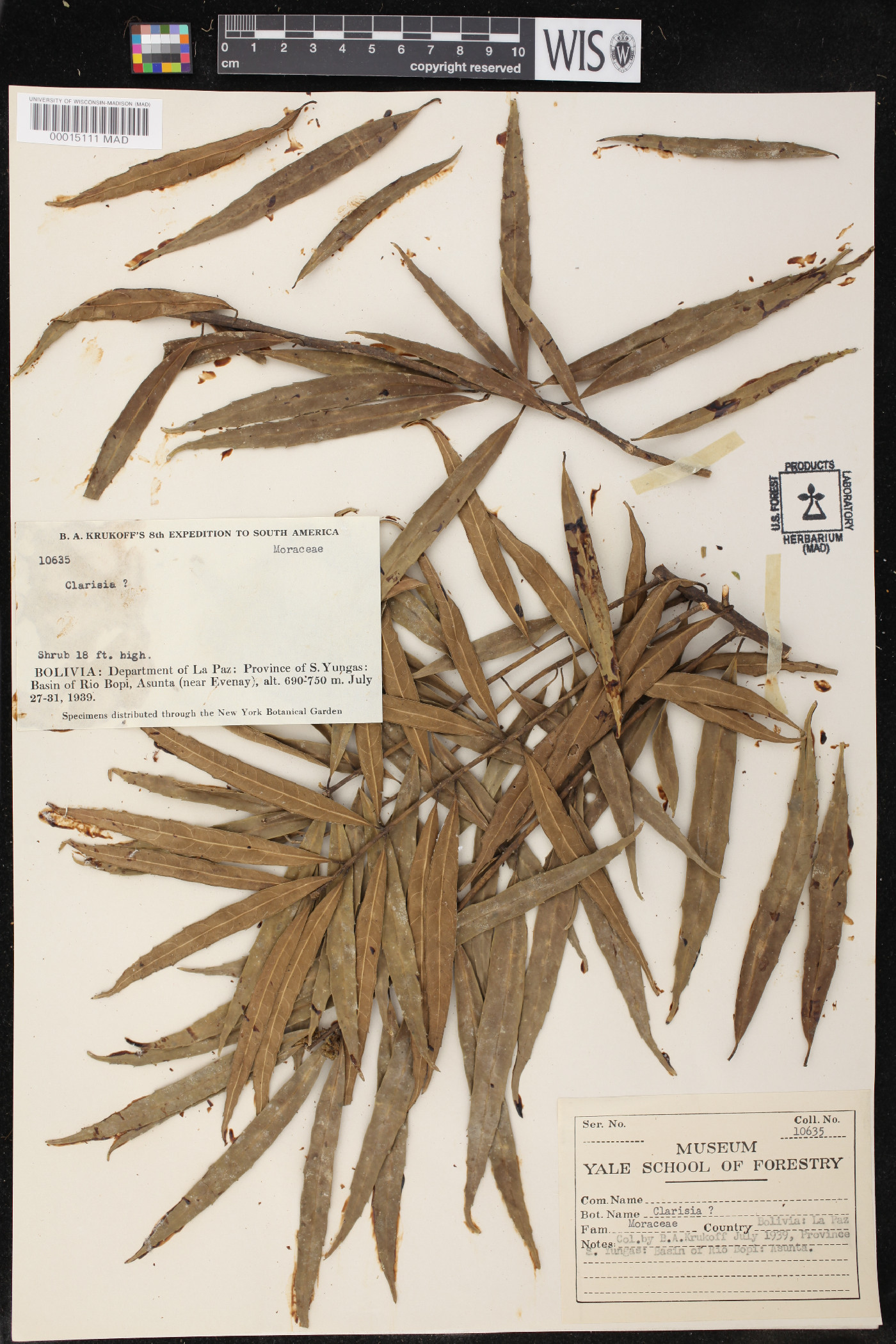 Clarisia image