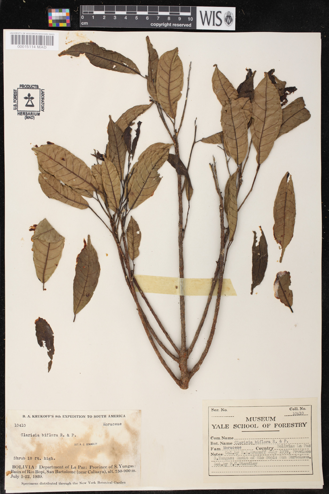 Clarisia biflora image