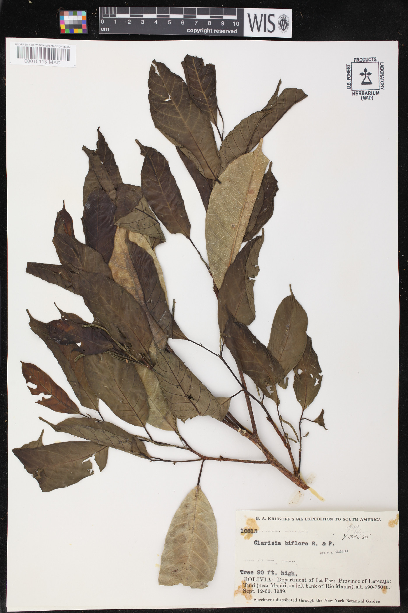 Clarisia biflora image
