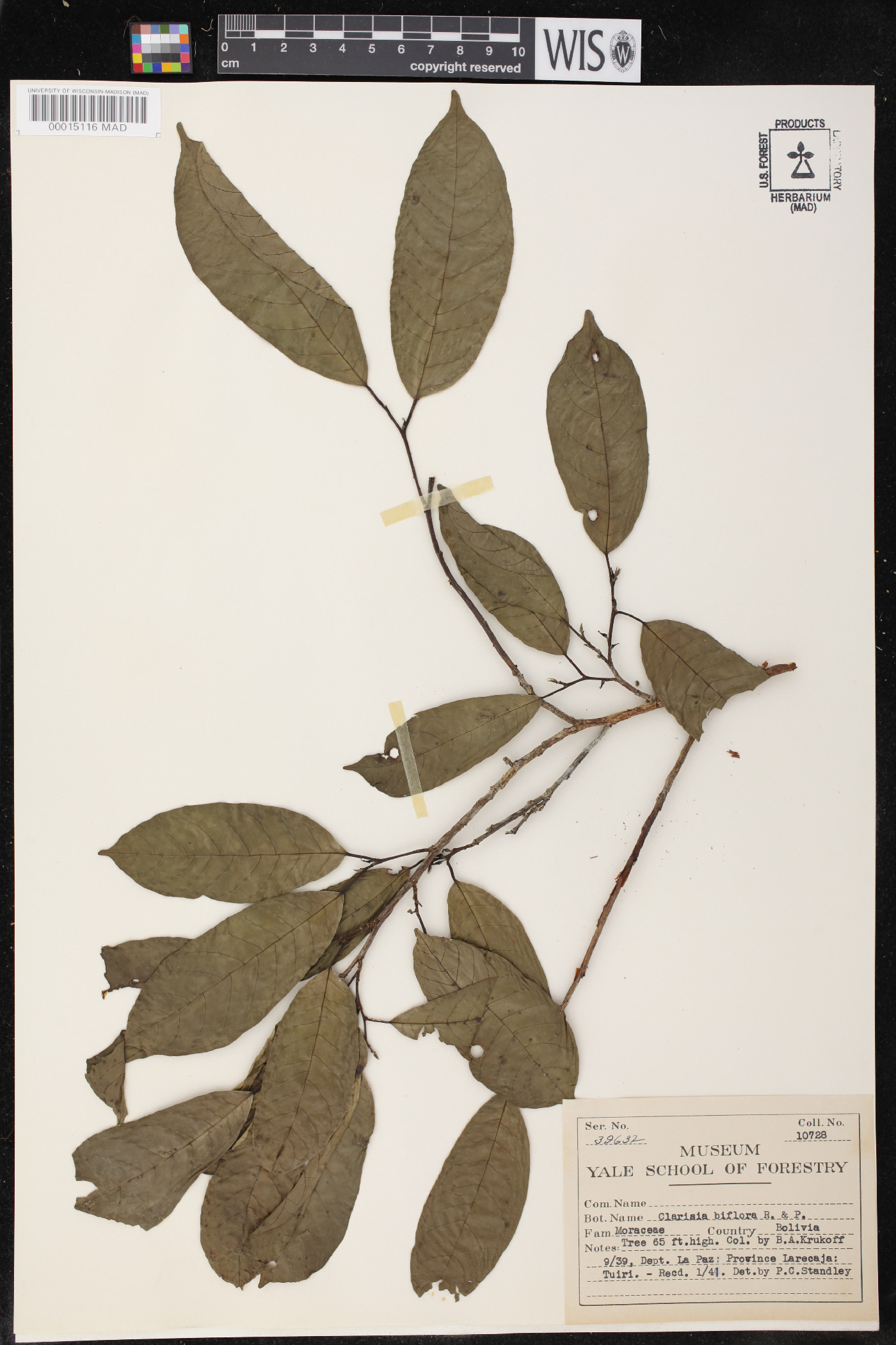 Clarisia biflora image