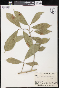 Clarisia ilicifolia image
