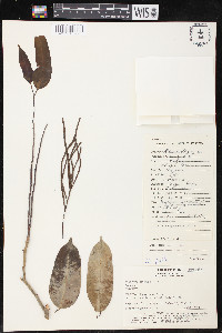 Clarisia racemosa image