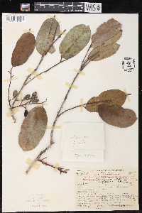 Clarisia racemosa image