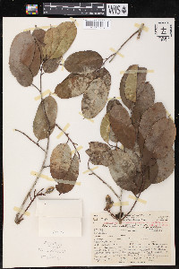 Clarisia racemosa image