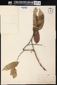 Clarisia racemosa image