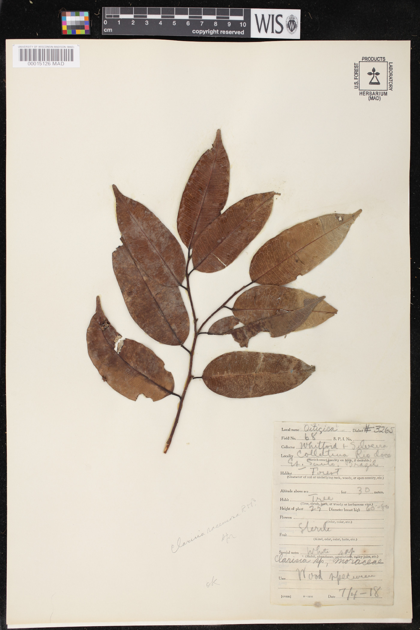 Clarisia racemosa image