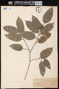 Clarisia racemosa image