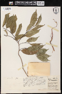 Clarisia racemosa image