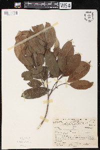 Clarisia racemosa image