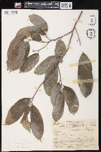 Clarisia racemosa image