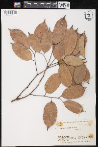 Clarisia racemosa image