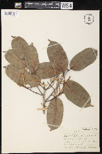 Clarisia racemosa image