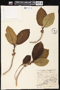 Ficus aurea image