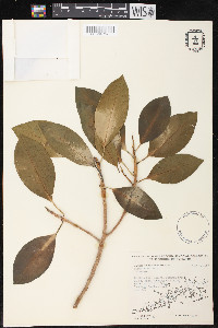 Ficus aurea image