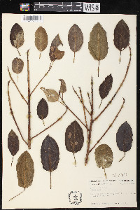 Ficus aurea image