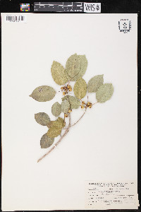 Ficus brevifolia image