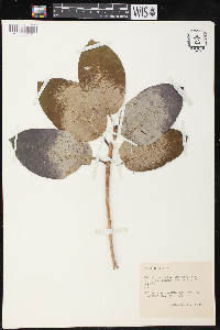 Ficus brevifolia image