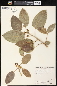 Ficus brevifolia image