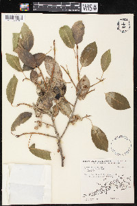 Ficus brevifolia image