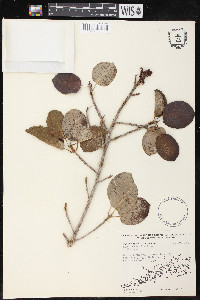 Ficus brevifolia image