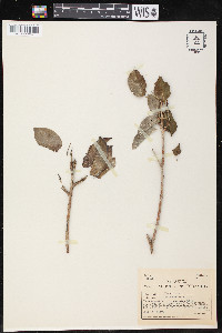 Ficus brevifolia image