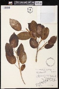 Ficus brevifolia image