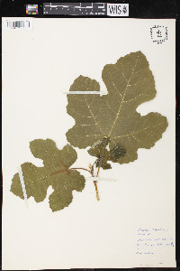 Ficus carica image