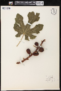 Ficus carica image