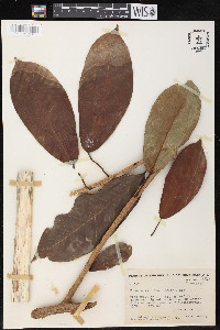 Ficus costaricana image