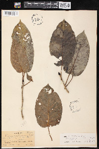 Ficus enormis image