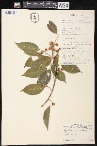 Ficus pertusa image