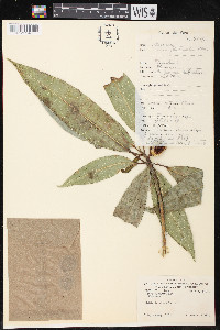 Ficus insipida image